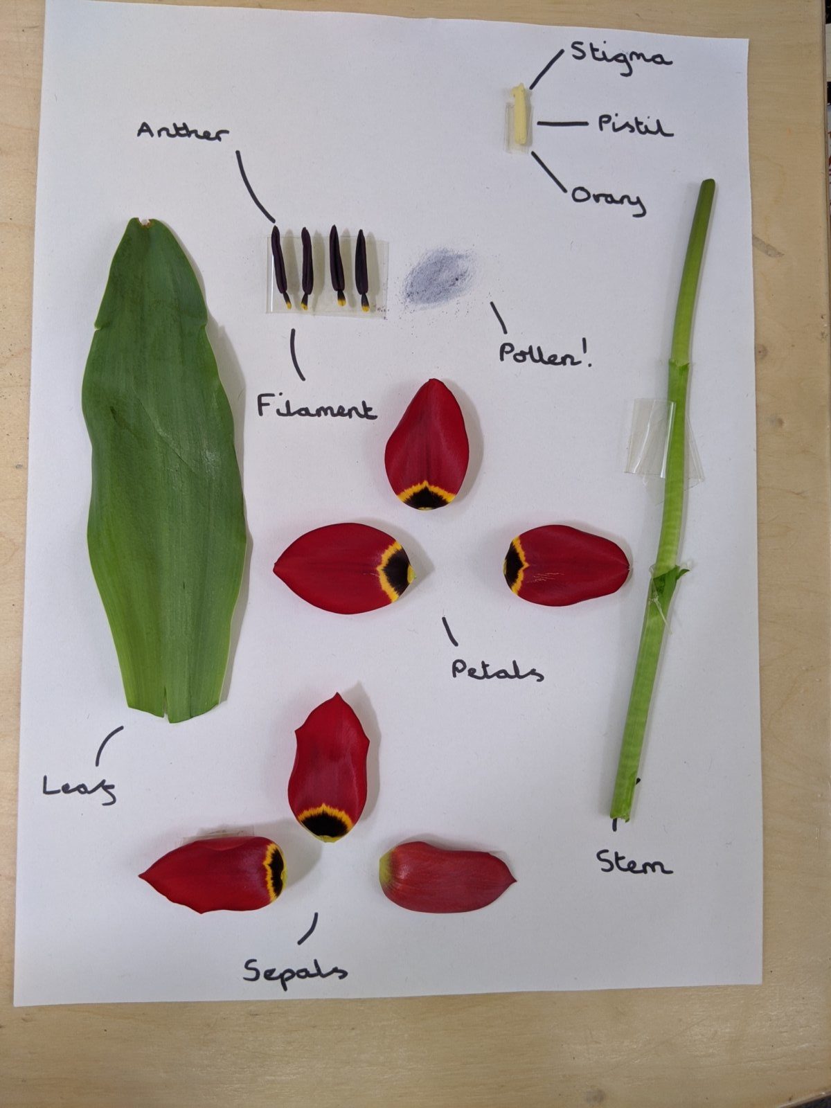 home-learning-flower-dissection-eleanor-palmer-primary-school